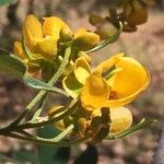 Senna atomaria Flower