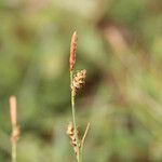 Carex panicea 花