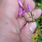 Centaurium scilloides Feuille