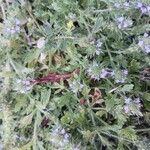 Verbena bracteata Blüte