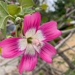 Malva assurgentiflora Квітка
