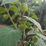 Physalis angulata Fruit