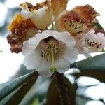 Rhododendron arizelum Flower