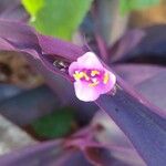 Tradescantia pallida Květ