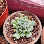 Echeveria runyoniiЛист