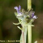 Linaria micrantha 花