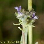 Linaria micrantha Flower