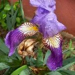 Iris × germanica Lorea