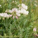 Coronilla viminalis Buveinė