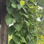 Aristolochia tomentosa Frunză