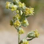 Artemisia douglasiana Bloem