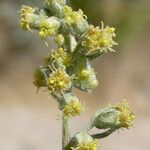 Artemisia douglasiana फूल