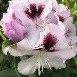 Rhododendron yunnanense 花