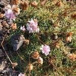 Armeria maritima Blüte