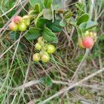 Vaccinium vitis-idaea 果實