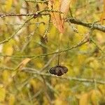 Euonymus verrucosus Fruit