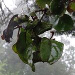 Diospyros abyssinica Leaf
