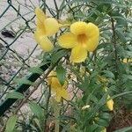 Allamanda catharticaപുഷ്പം