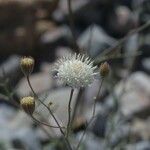 Chaenactis carphoclinia Flower