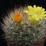 Rebutia neocumingii 整株植物