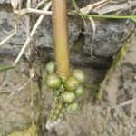 Orontium aquaticum Fruit