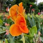 Canna flaccida 花