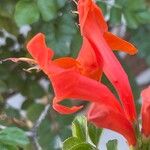 Tecomaria capensis Blüte