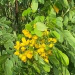 Senna pendula Leaf