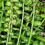 Asplenium viride Цвят