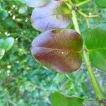 Carissa bispinosa 葉