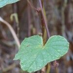 Ipomoea ficifolia Lehti