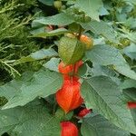 Physalis alkekengi Leaf