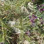 Astragalus vesicarius 葉