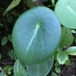 Peperomia peltilimba Fruto