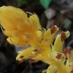 Orobanche flava Flower