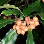 Pittosporum undulatum Fruit