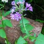 Lactuca alpina Flor