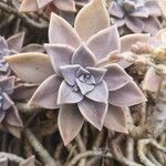 Graptopetalum paraguayenseLeaf