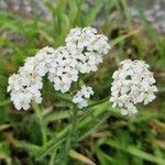 Achillea × roseoalba Blomst