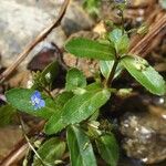 Veronica beccabunga Habit