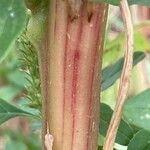 Amaranthus hybridus Bark