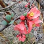 Chaenomeles japonica Цвят