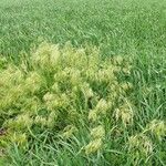 Bromus tectorum Habit