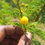 Vachellia farnesiana 花