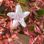 Abelia x grandiflora Cvet