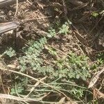 Euphorbia serpens Blatt