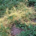 Cuscuta europaea Leaf