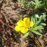Ludwigia grandiflora Mosusu