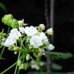 Dombeya acutangula ফুল