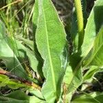 Hypochaeris uniflora Folha